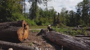 Best Commercial Tree Services  in Clinton, TN