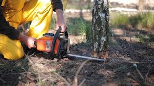  Clinton, TN Tree Removal Pros
