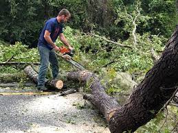 Best Tree Preservation Services  in Clinton, TN