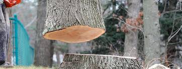 Best Emergency Tree Removal  in Clinton, TN