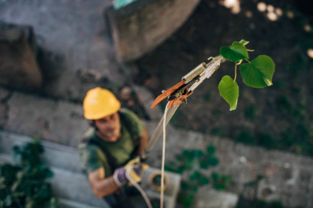 Best Leaf Removal  in Clinton, TN