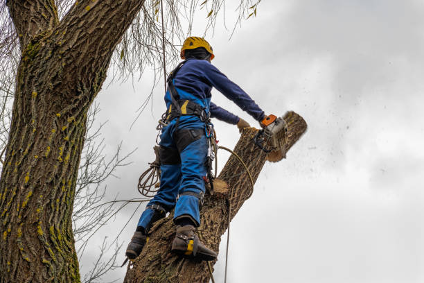 Best Firewood Processing and Delivery  in Clinton, TN