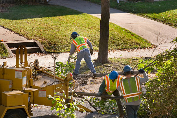 Best Fruit Tree Pruning  in Clinton, TN