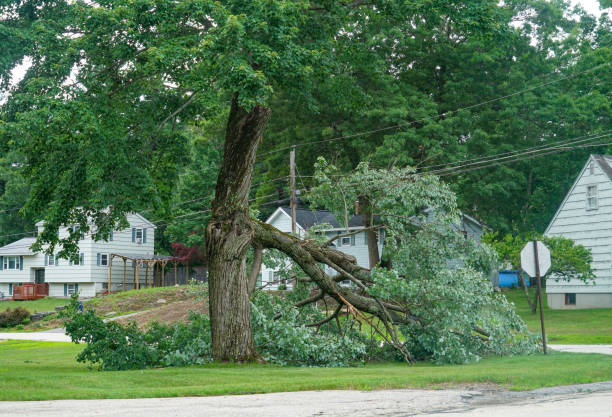 Professional Tree Removal in Clinton, TN